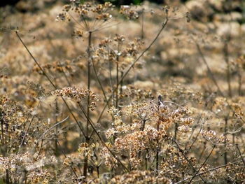 Close-up of flowers in field