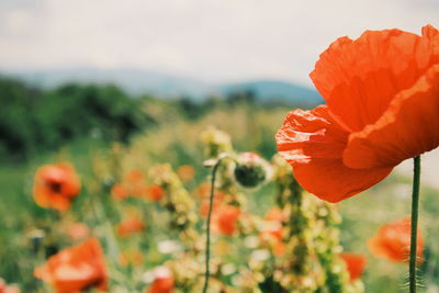 Close-up of red poppy blooming in field