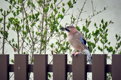 Bird perching on a fence