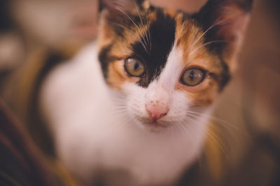 Close-up portrait of a cat