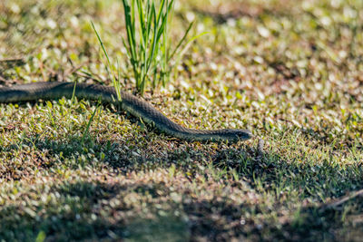 Close-up of a lizard on a field