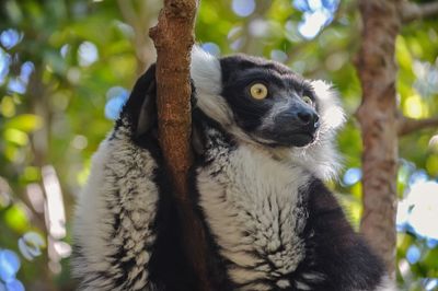 Close-up of meerkat on branch