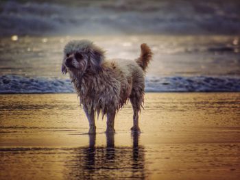 Dog standing on beach