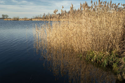 Dry reeds in the blue lake, view on a sunny day