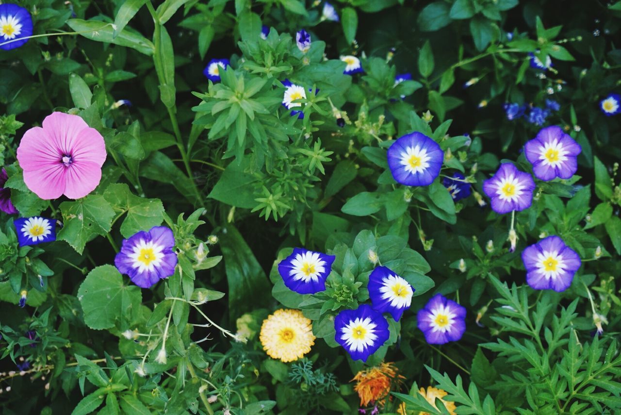 CLOSE-UP OF PURPLE FLOWERS BLOOMING IN PARK