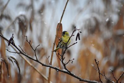 Close-up of insect perching on plant