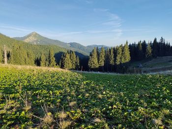 Scenic view of field against sky