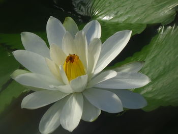 Close-up of white flowering plant