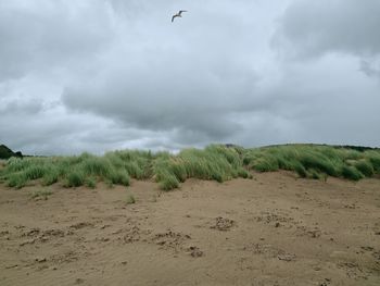 Scenic view of beach against sky