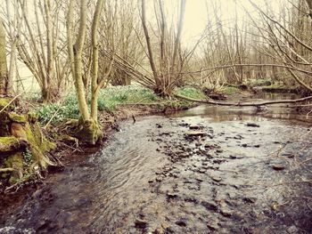 River passing through forest