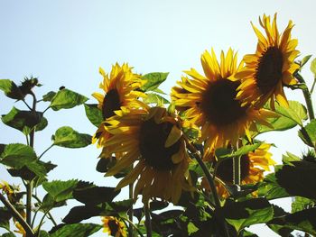 Low angle view of sunflower blooming against clear sky