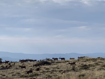 View of sheep on grassy field against sky