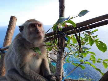 Low angle view of monkey on tree