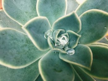 Close-up of succulent plant