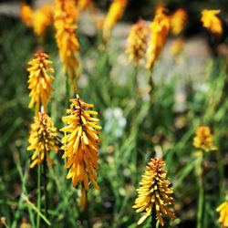 Close-up of yellow flowers