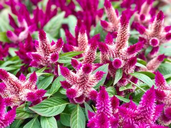 Close-up of pink flowers blooming outdoors