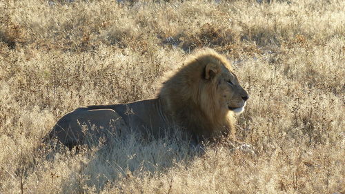 Lion relaxing on field