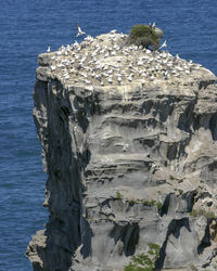 View of birds on rock formation in sea