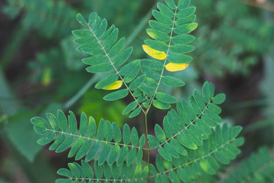 Close-up of green leaves
