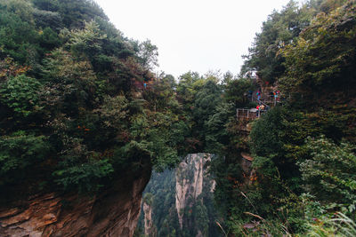 Scenic view of forest against sky