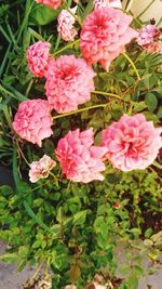 Close-up of pink flowering plants