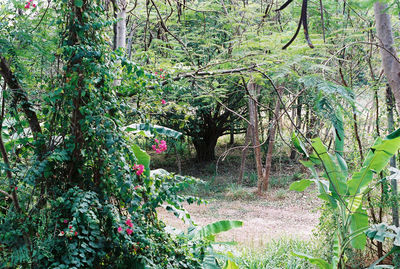 Plants and trees in forest