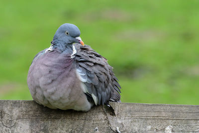 Portrait of a pigeon on a wooden fence 