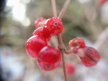 Close-up of red leaves