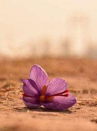 Close-up of purple saffron plant