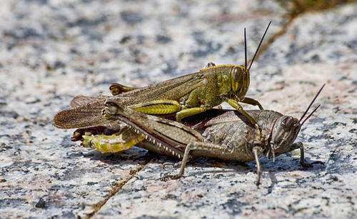 Close-up of grasshopper