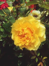 Close-up of yellow flower blooming outdoors