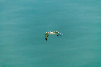 Seagull flying over sea