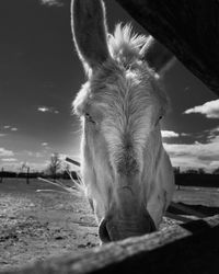 Close-up of a horse