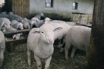 Lambs in animal pen