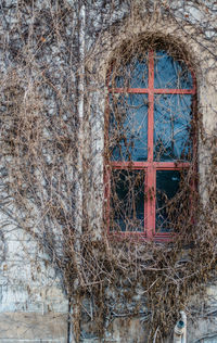 Bare tree in abandoned building