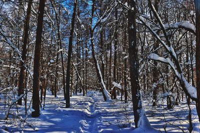 Bare trees in snow covered forest