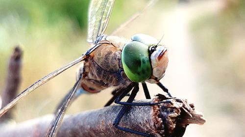 Close-up of fly