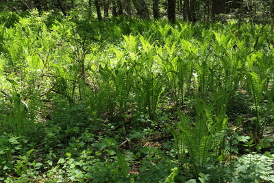 Plants growing on field