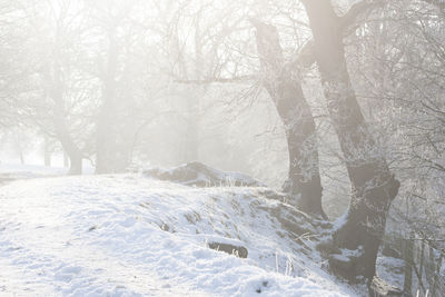 Snow covered trees in forest