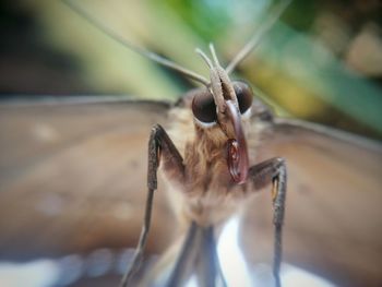 Close-up of insect on wood
