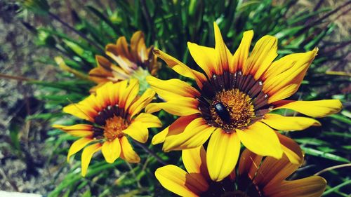 Close-up of yellow flower