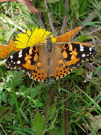 High angle view of butterfly pollinating flower