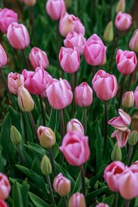 Close-up of pink tulips