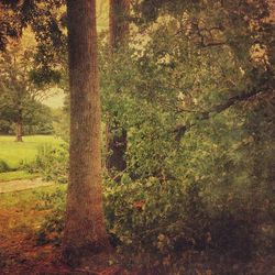 Trees growing in field