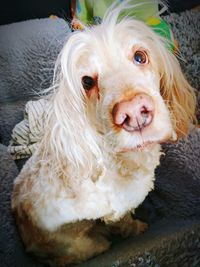 Close-up portrait of dog