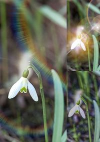 Close-up of bird on plant
