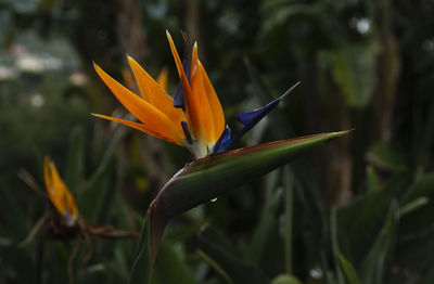 Close-up of orange flower