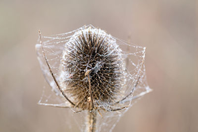 Close-up of spider web on dandelion