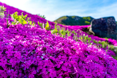 Close-up of pink flowering plant