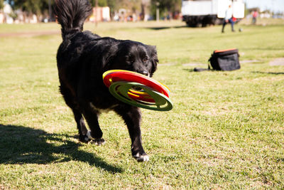 Portrait of dog playing with frisbee